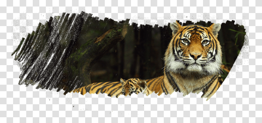 Taronga Zoo, Tiger, Wildlife, Mammal, Animal Transparent Png