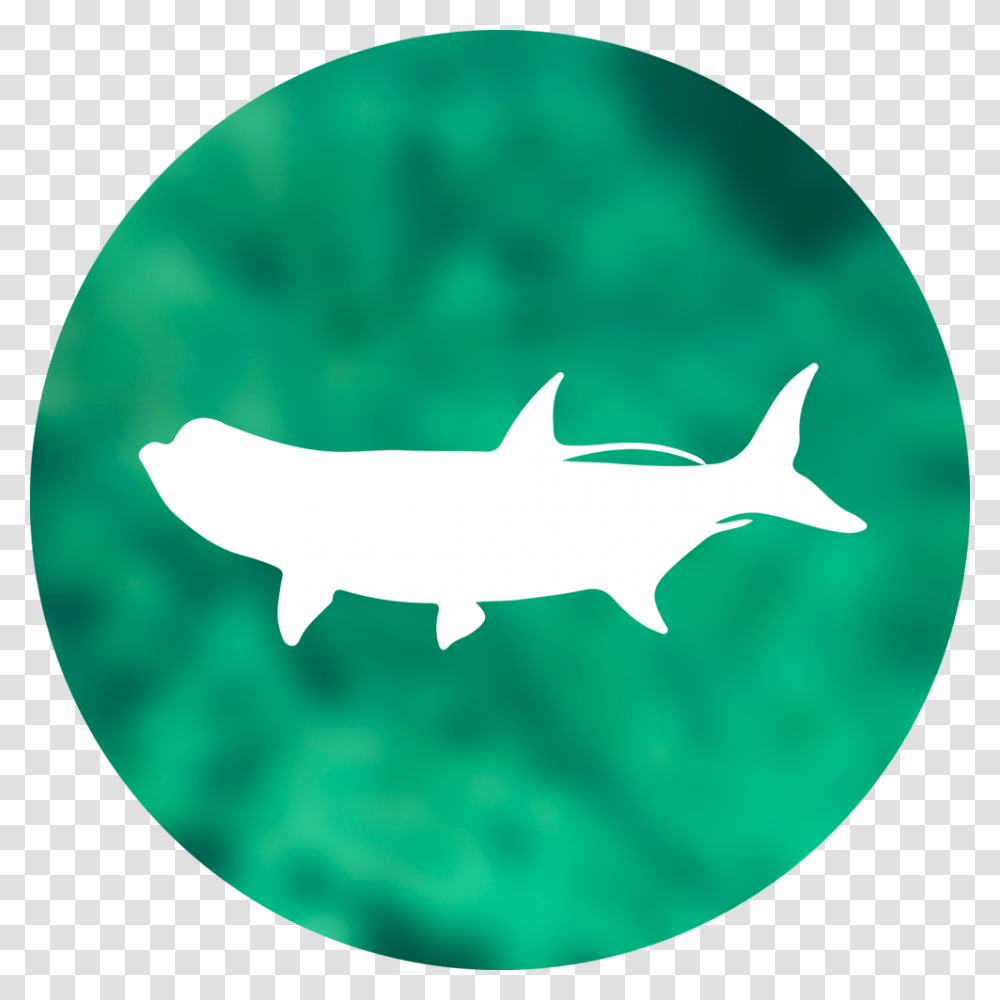 Tarpon Circle Shark, Sea Life, Fish, Animal, Mammal Transparent Png