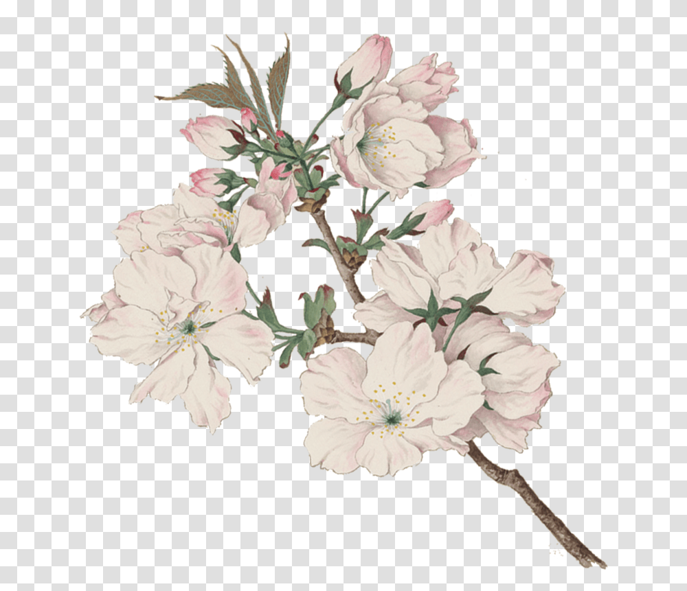 Tart Cherryblossoms North Coast Brewing Co Cherry Blossom Japanese Watercolor, Plant, Flower, Floral Design, Pattern Transparent Png