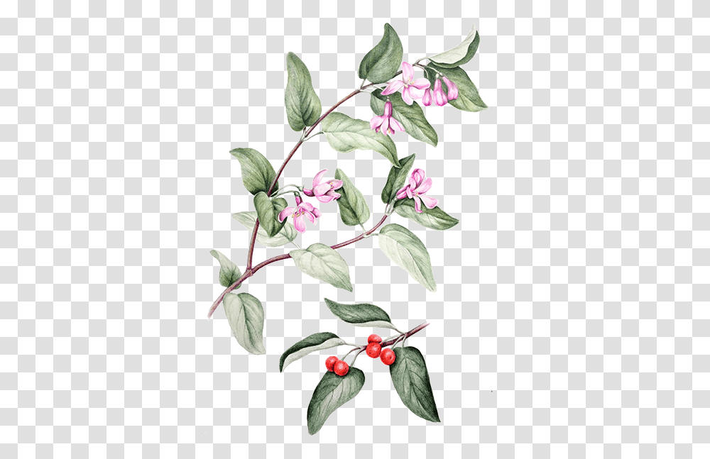 Tartarian Honeysuckle Daphnes, Plant, Acanthaceae, Flower, Blossom Transparent Png