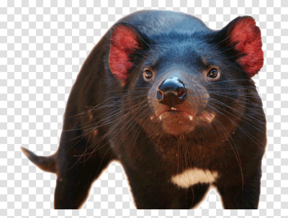 Tasmanian Devil, Mammal, Animal, Snout, Wildlife Transparent Png