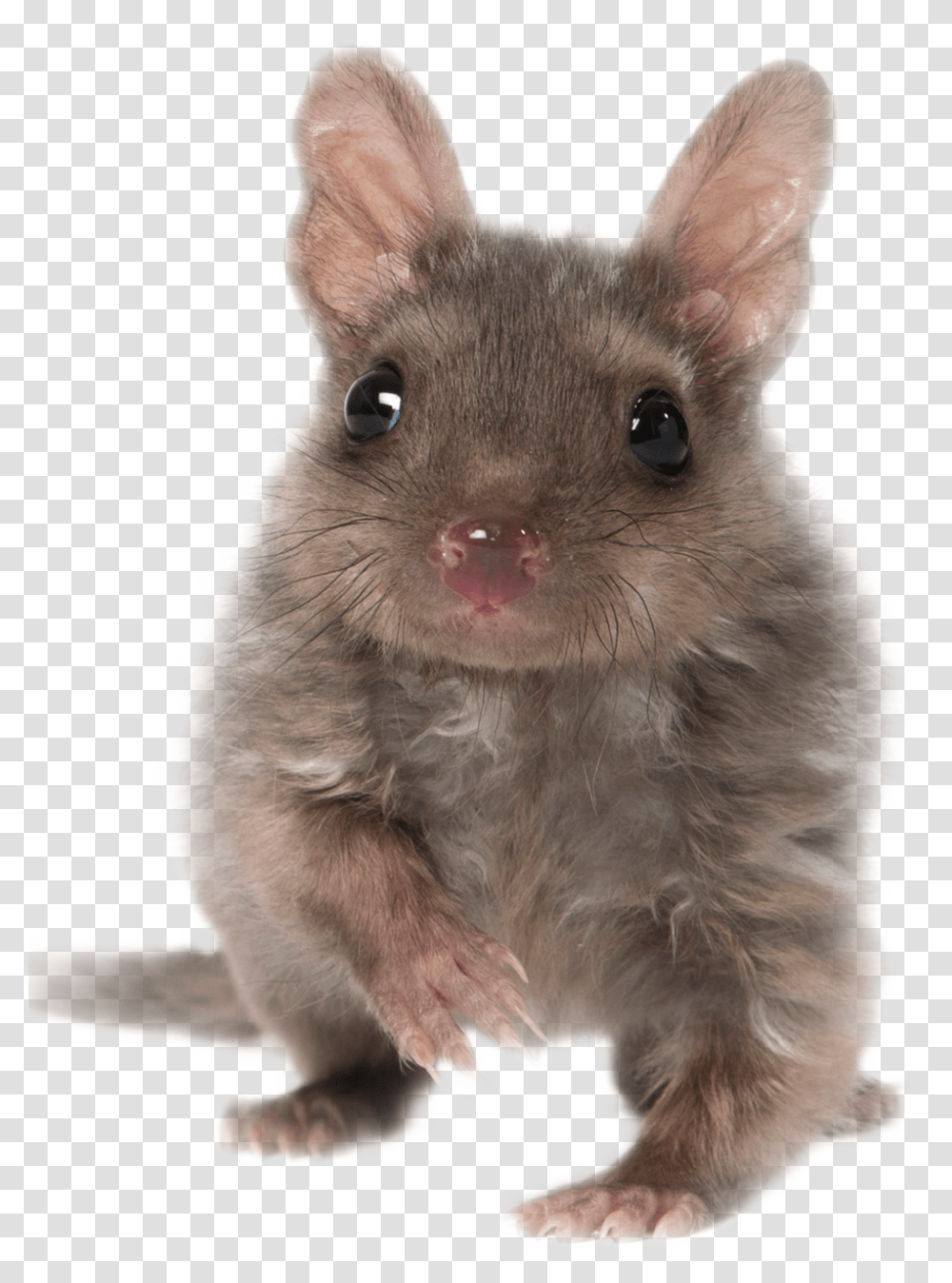 Tasmanian Devil, Rodent, Mammal, Animal, Pet Transparent Png