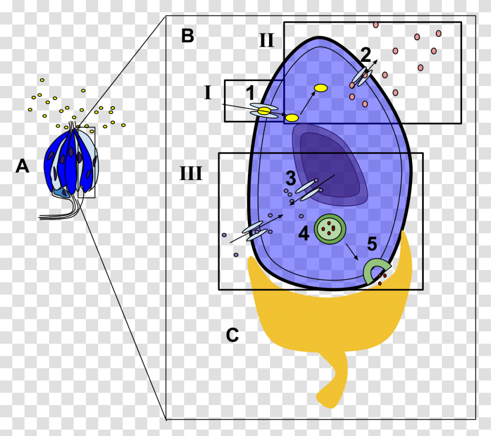 Taste Receptor Cell Diagram, Sea, Outdoors, Water, Nature Transparent Png