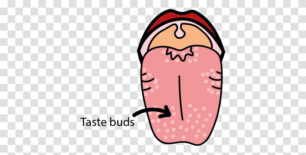 Taste Texture And Temperature, Mouth, Lip, Tongue Transparent Png