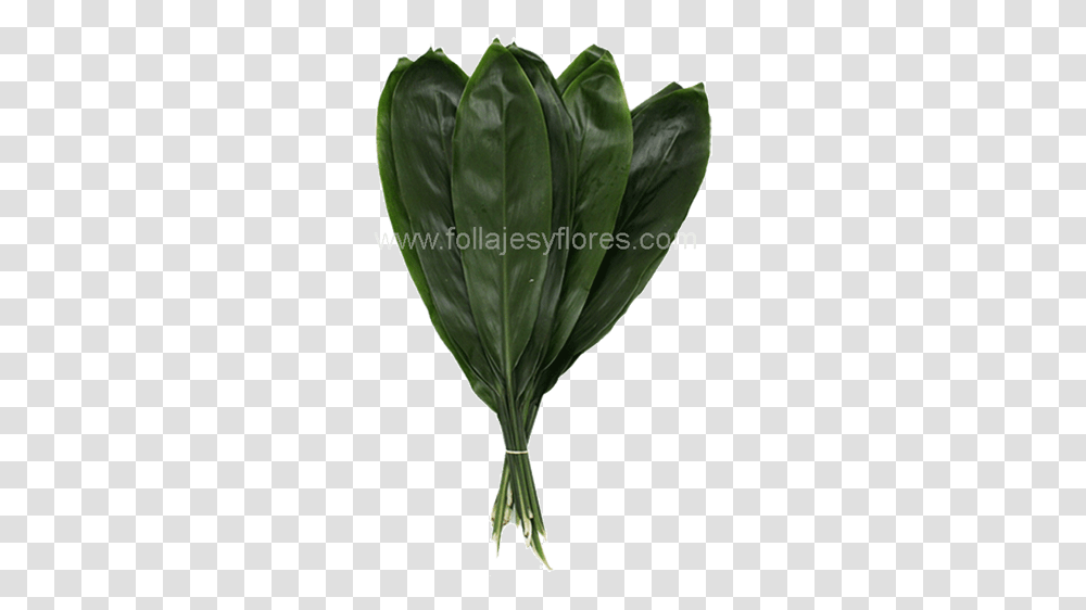 Tatsoi, Plant, Vegetable, Food, Produce Transparent Png