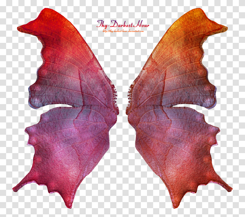 Tattered Fairy Wings, Leaf, Plant, Person, Human Transparent Png