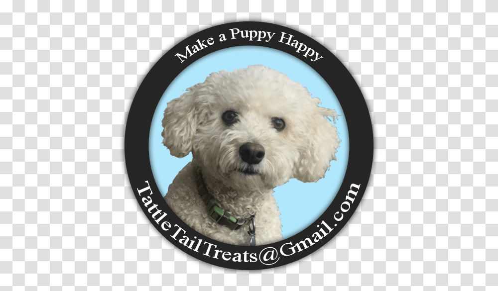Tattle Tails Toy Poodle, Dog, Pet, Canine, Animal Transparent Png
