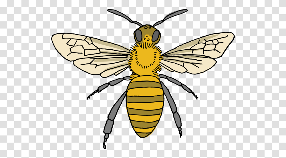 Tattly Honey Bee Tattoo Honeybee, Insect, Invertebrate, Animal, Wasp Transparent Png