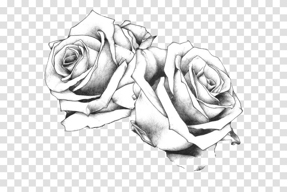 Tattoo Flash Art Drawing Rose Free Frame Clipart Rose Tattoo Design, Flower, Plant, Blossom, Person Transparent Png