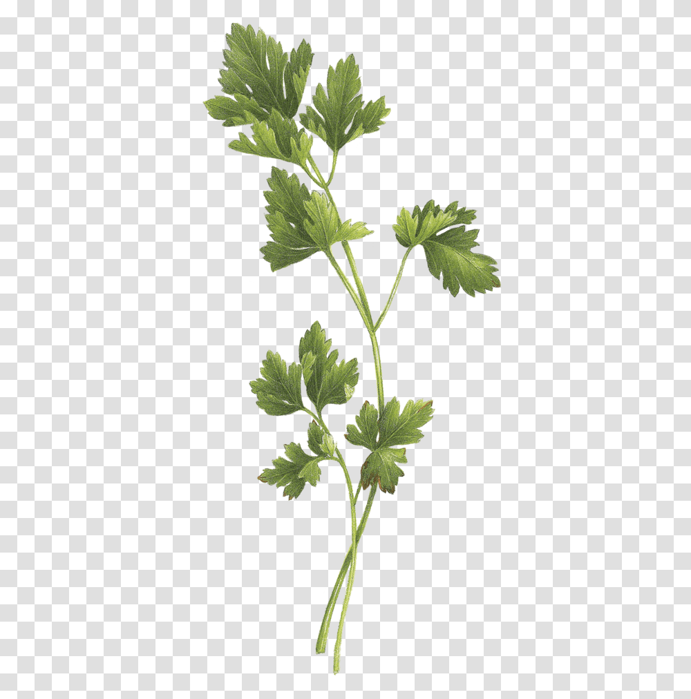 Tattoo Parsley Sage Rosemary And Thyme, Plant, Leaf, Vase, Jar Transparent Png