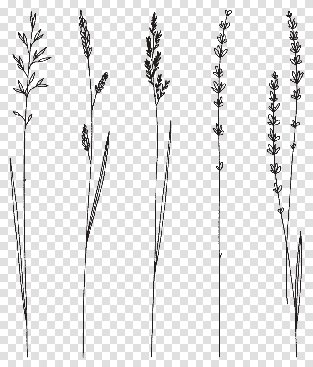Tatu Vetochki, Grass, Plant, Lawn, Silhouette Transparent Png