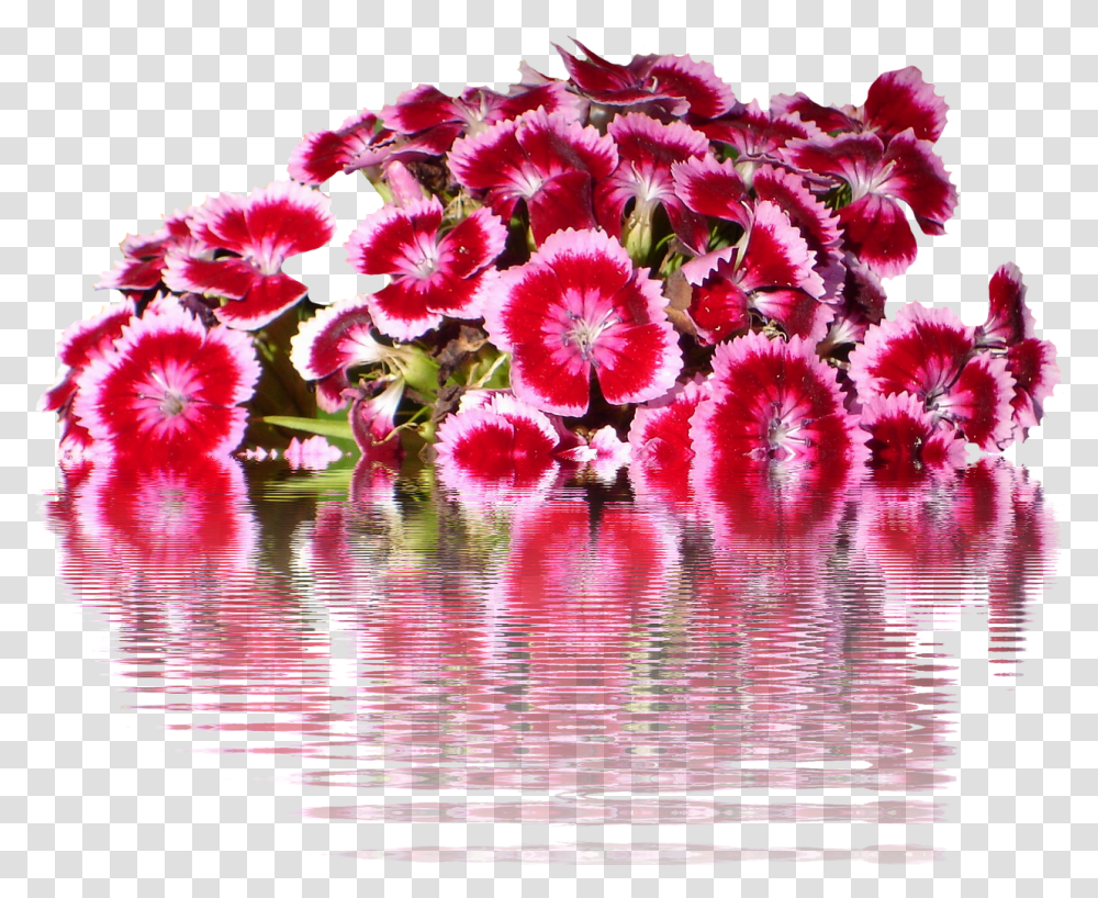 Tausendschnflowersgraphicisolatedflower Free Image Sweet William Flower, Plant, Water, Blossom, Outdoors Transparent Png