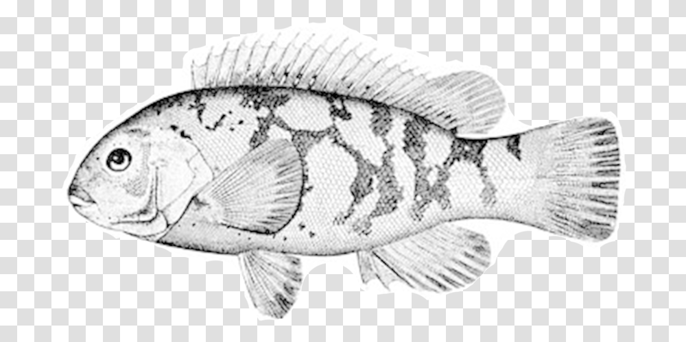 Tautog Outline, Perch, Fish, Animal, Person Transparent Png