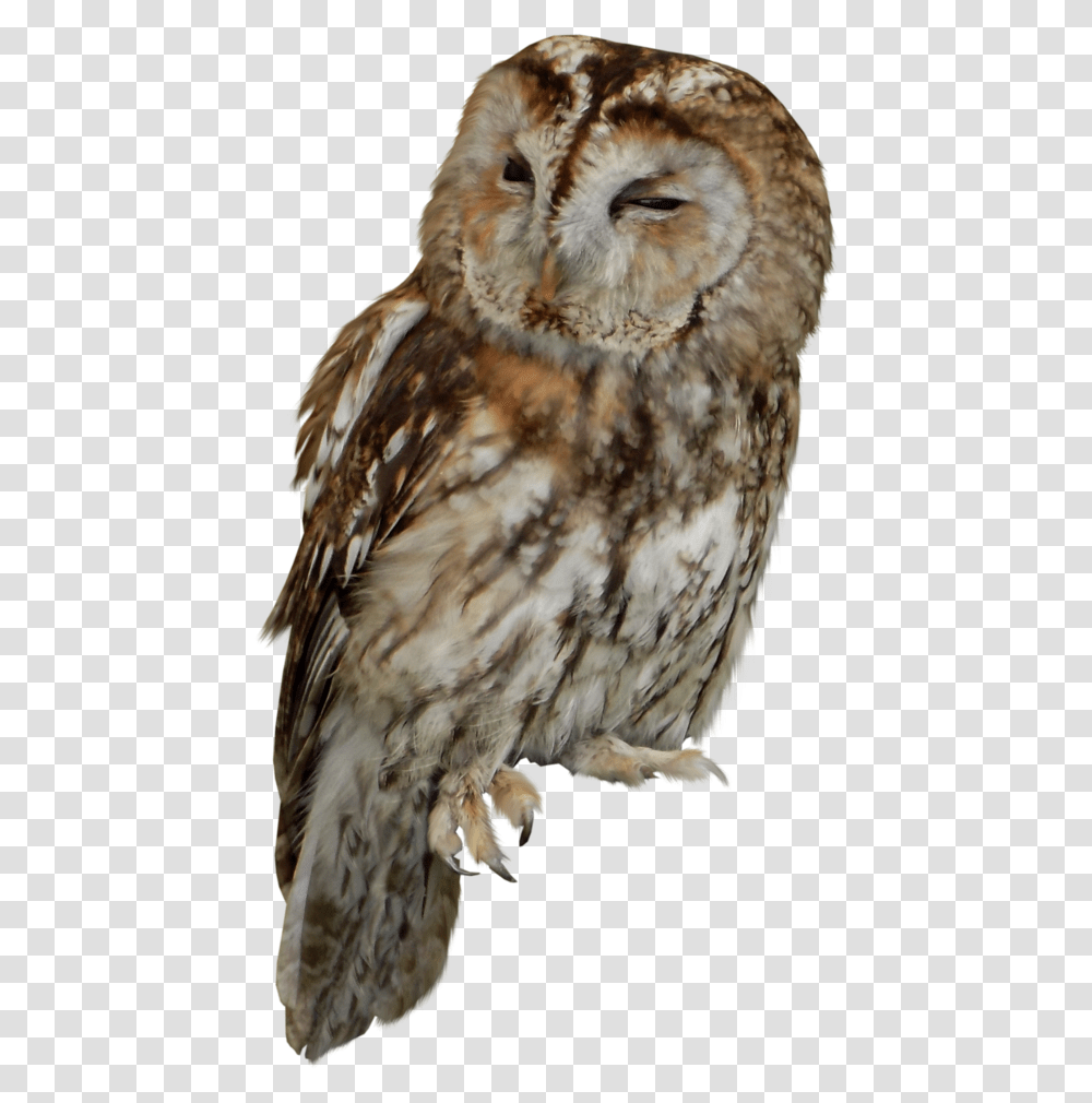 Tawny Owl Bird Of Prey Owl Download 10241175 Free Tawny Owl, Animal, Chicken, Poultry, Fowl Transparent Png