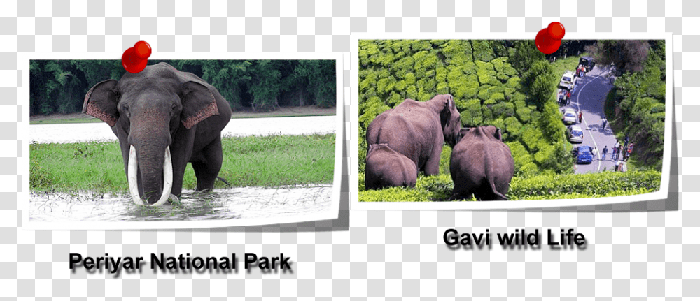 Taxi Service In Tirupati African Elephant, Wildlife, Mammal, Animal, Car Transparent Png