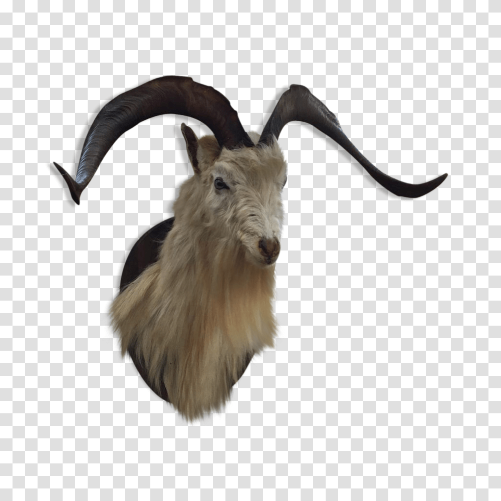 Taxidermy Head Of Goat, Mammal, Animal, Mountain Goat, Wildlife Transparent Png
