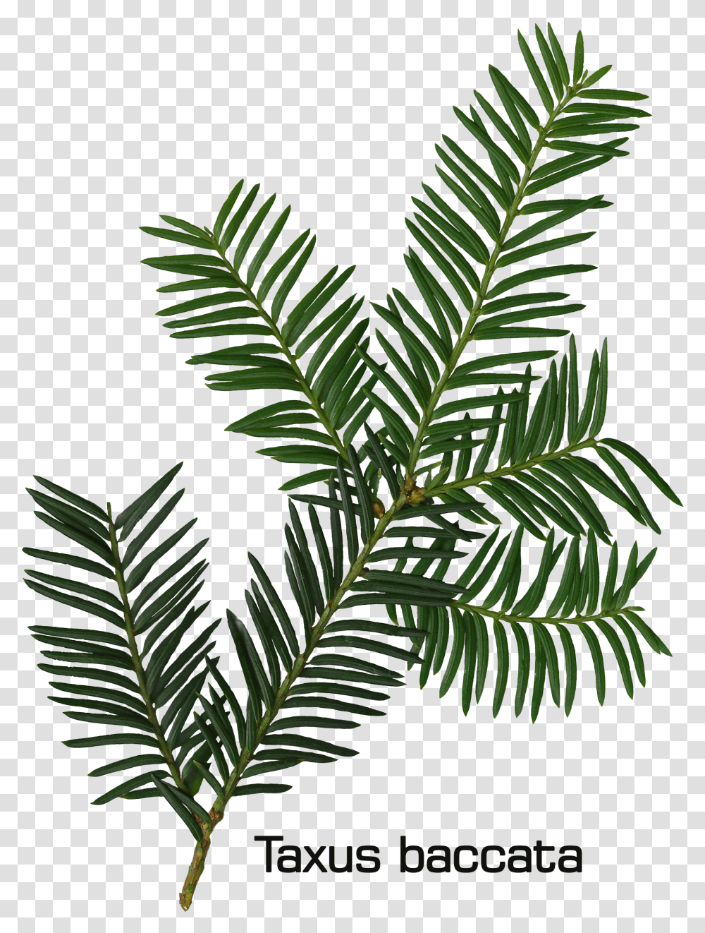 Taxus Baccata Twig Fir Leaf, Tree, Plant, Conifer, Abies Transparent Png