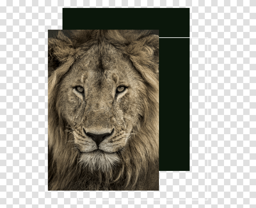 Tcb Front Lion Male Lion Close Up, Wildlife, Mammal, Animal Transparent Png