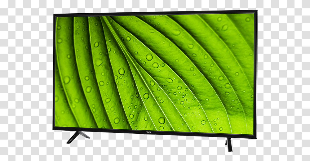 Tcl 49 Class D1 Series Led Hdtv Tcl 1 Series, Leaf, Plant, Monitor, Screen Transparent Png
