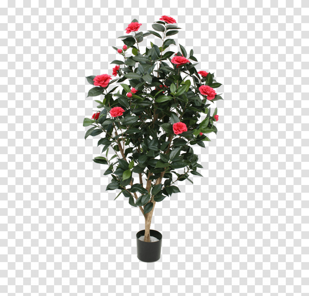 Tcu Flowering Trees Camellia, Plant, Blossom, Flower Arrangement, Ornament Transparent Png