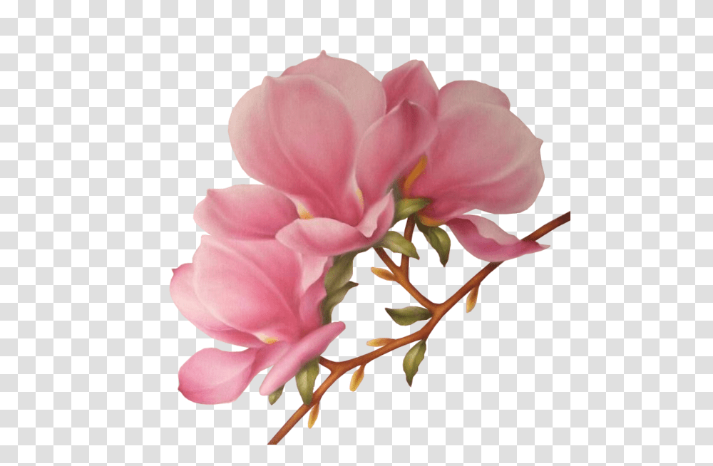 Tcvetushchie Derevia Clip Art Planners And Album, Geranium, Flower, Plant, Blossom Transparent Png