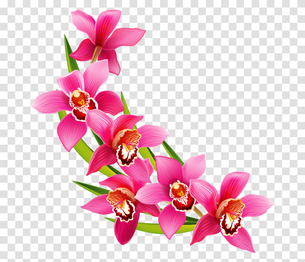 Tcvety, Plant, Flower, Blossom, Orchid Transparent Png