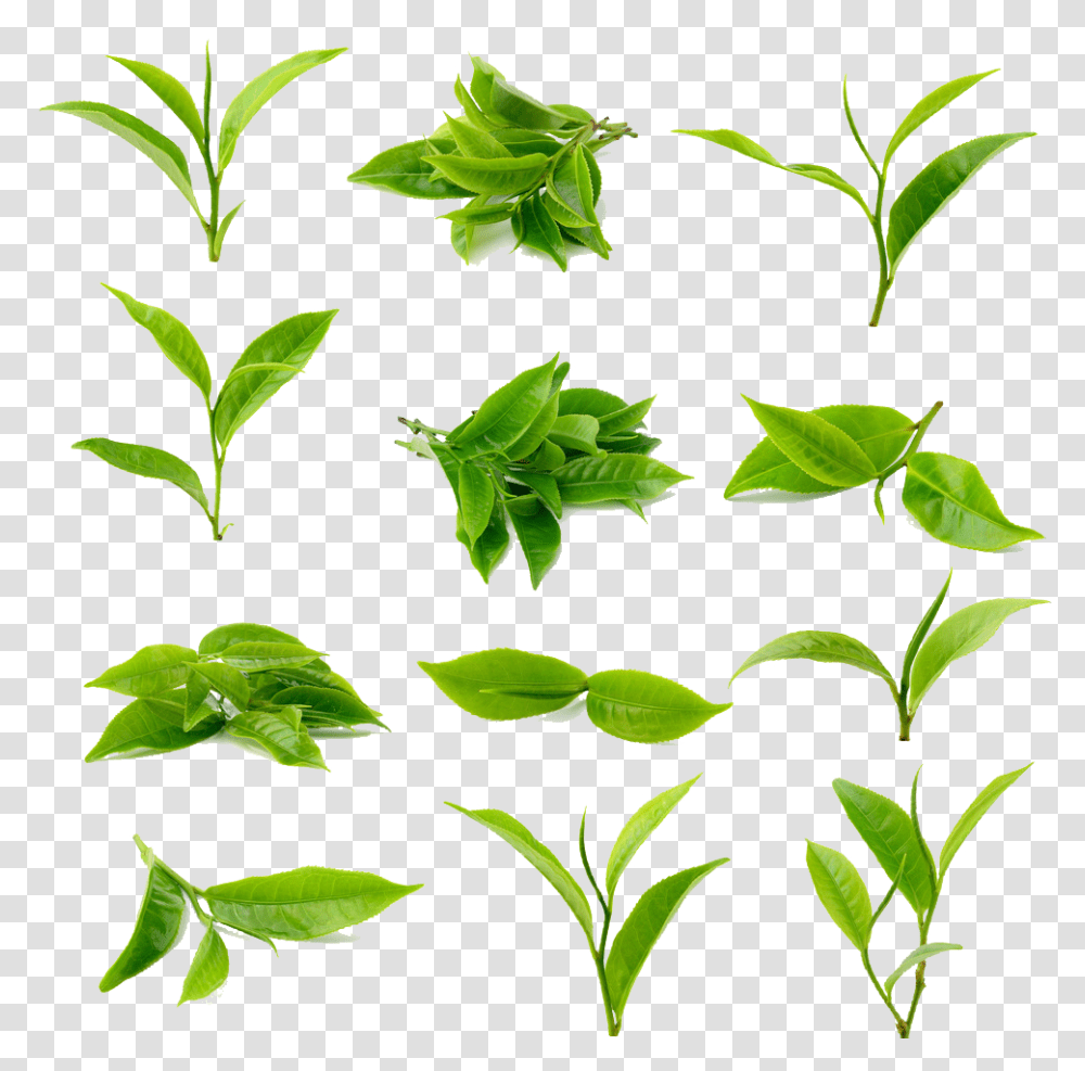 Tea Green Matcha Black Download Free Image Clipart Green Tea Leaf, Plant, Vase, Jar, Pottery Transparent Png