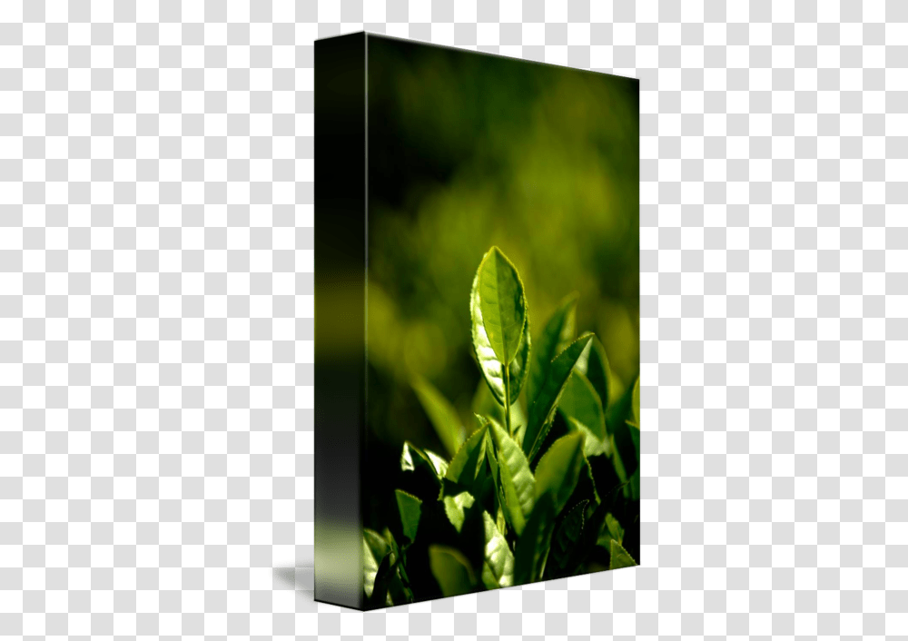 Tea Leaf By Pat Jarrett Horizontal, Vase, Pottery, Green Tea, Plant Transparent Png