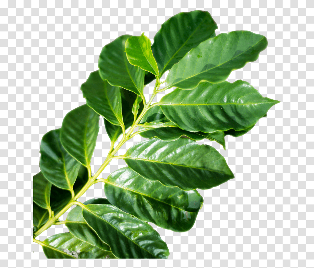 Tea Leaf Coffee Leaf, Plant, Vegetation, Green, Tree Transparent Png