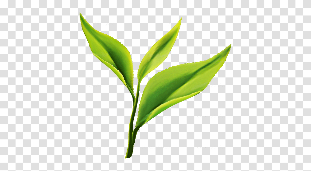 Tea Leaf Design Image, Plant, Aloe, Flower, Blossom Transparent Png