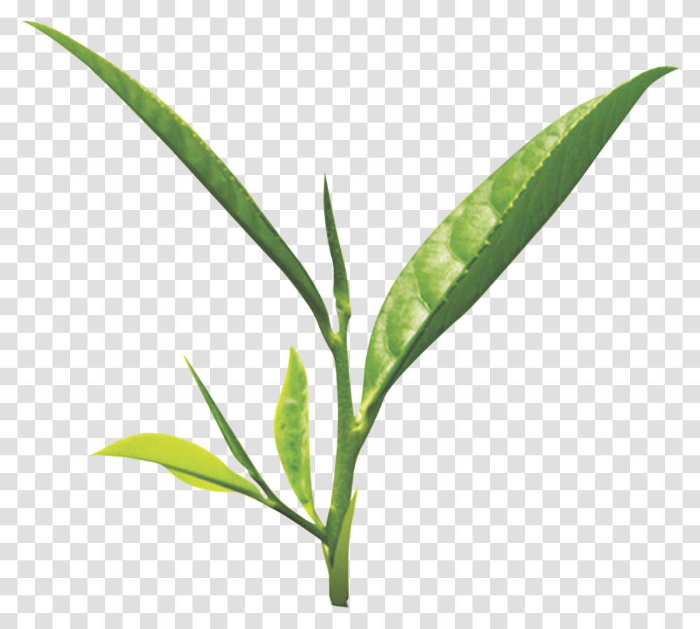 Tea Leaf Green Tea Leaf, Plant, Bamboo Shoot, Vegetable, Produce Transparent Png