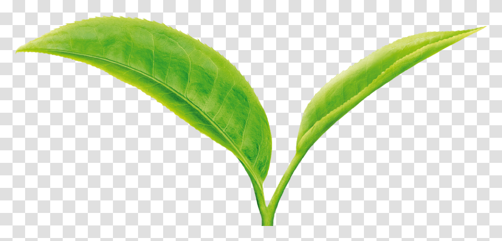 Tea Leaf Green Tea Leaves, Plant, Vase, Jar, Pottery Transparent Png