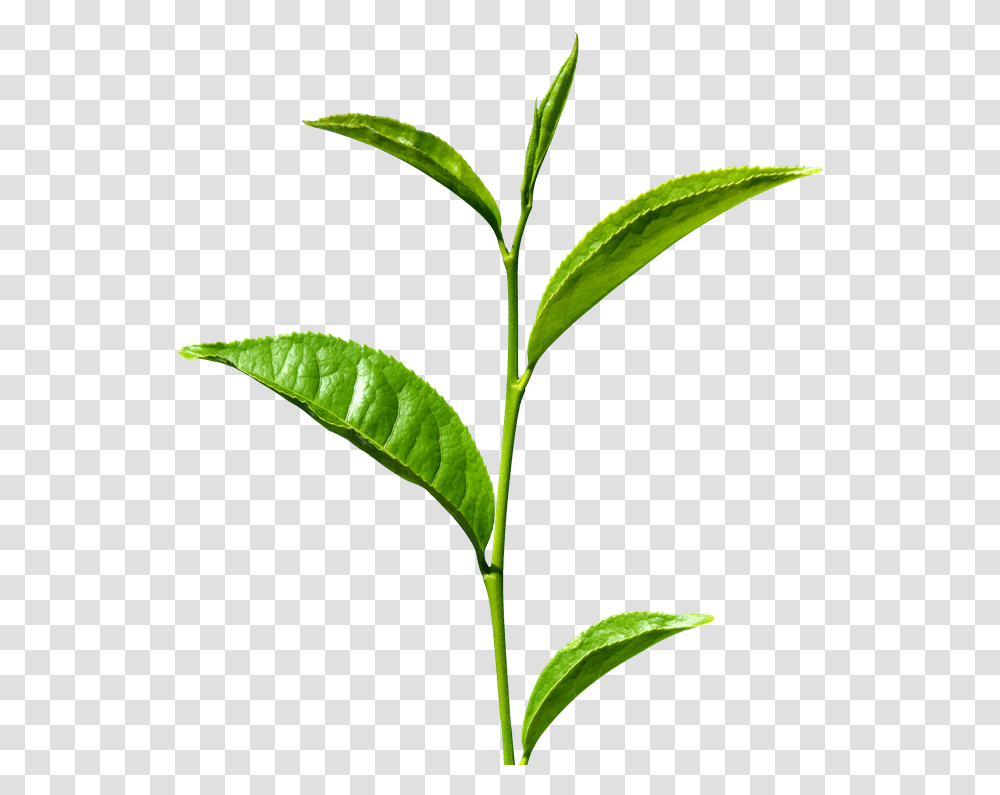 Tea Leaf Images Free Download Green Tea Leaf, Plant, Vase, Jar, Pottery Transparent Png