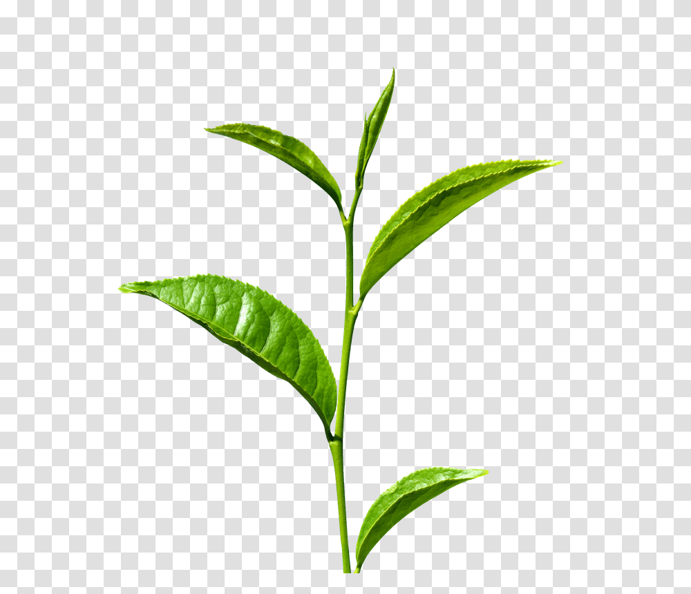 Tea Leaf Images Free Download, Plant, Vase, Jar, Pottery Transparent Png