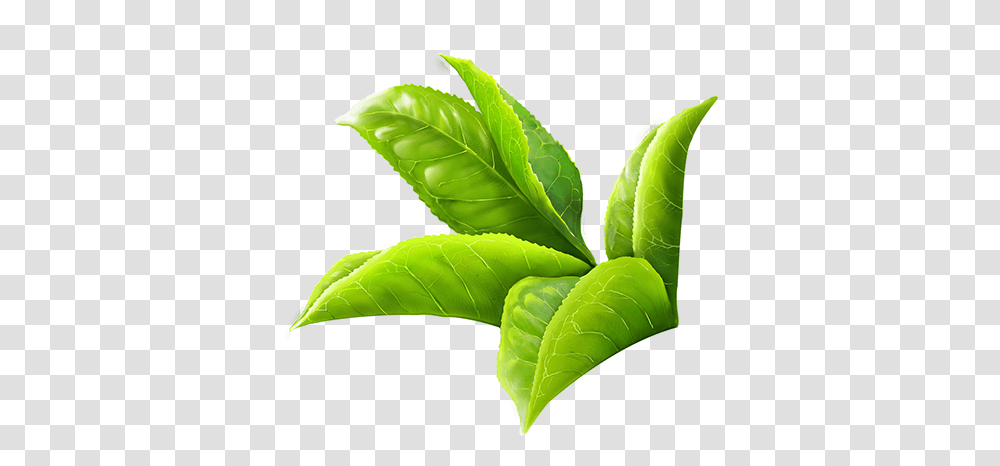 Tea Leaves 1 Image Green Leaf Tea, Plant, Vase, Jar, Pottery Transparent Png