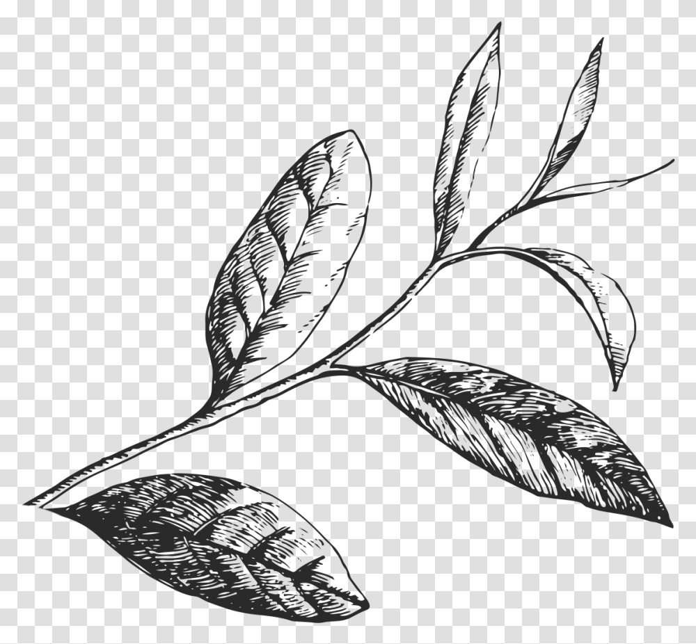 Tea Leaves, Leaf, Plant, Green, Bird Transparent Png