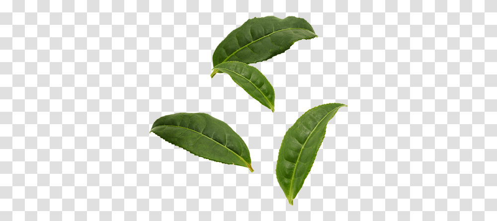 Tea Leaves Tea Tree Leaf, Plant, Vase, Jar, Pottery Transparent Png