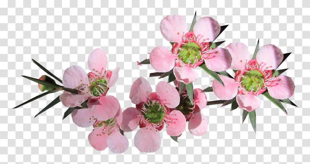 Tea Tree Free, Plant, Cherry Blossom, Flower, Pollen Transparent Png