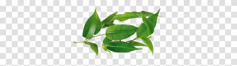 Tea Tree Leaves 2 Image Tea Tree, Leaf, Plant, Green, Vegetation Transparent Png
