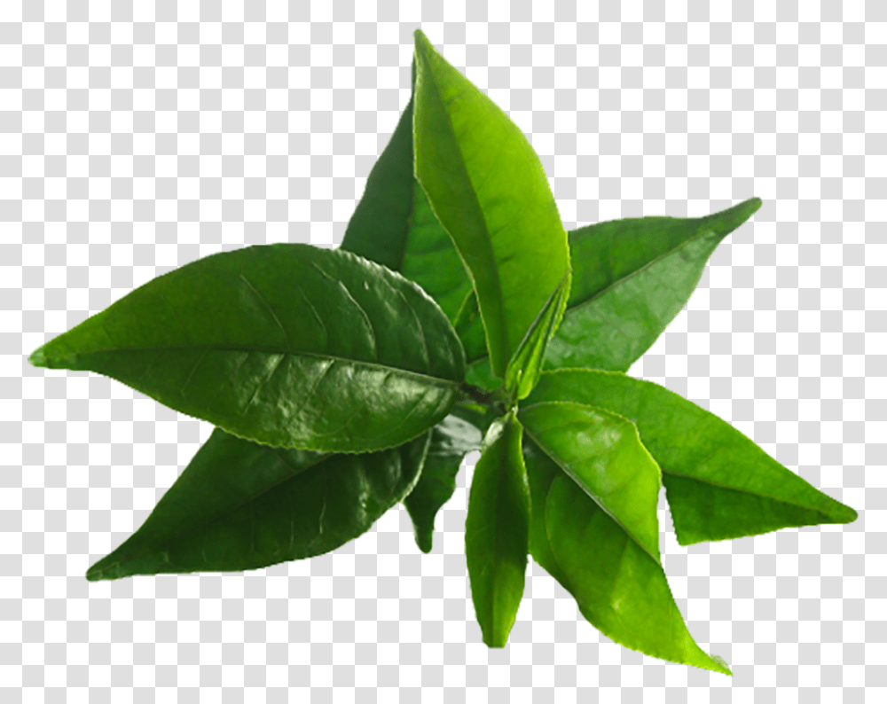 Tea Tree Oil Leaves Image Tea Tree Leaves, Leaf, Plant, Vase, Jar Transparent Png