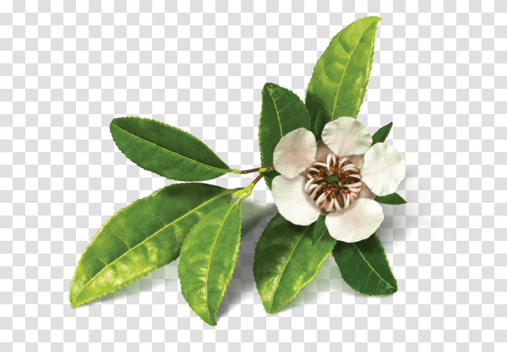 Tea Tree Tea Tree, Leaf, Plant, Flower, Blossom Transparent Png