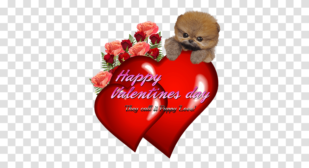 Teacup Pomsky Happy Valentines Day They Call It Puppy Love Day, Birthday Cake, Dessert, Food, Plant Transparent Png