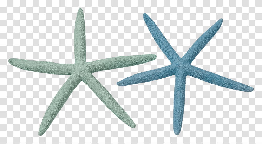 Teal Starfish Starfish, Invertebrate, Sea Life, Animal, Cross Transparent Png