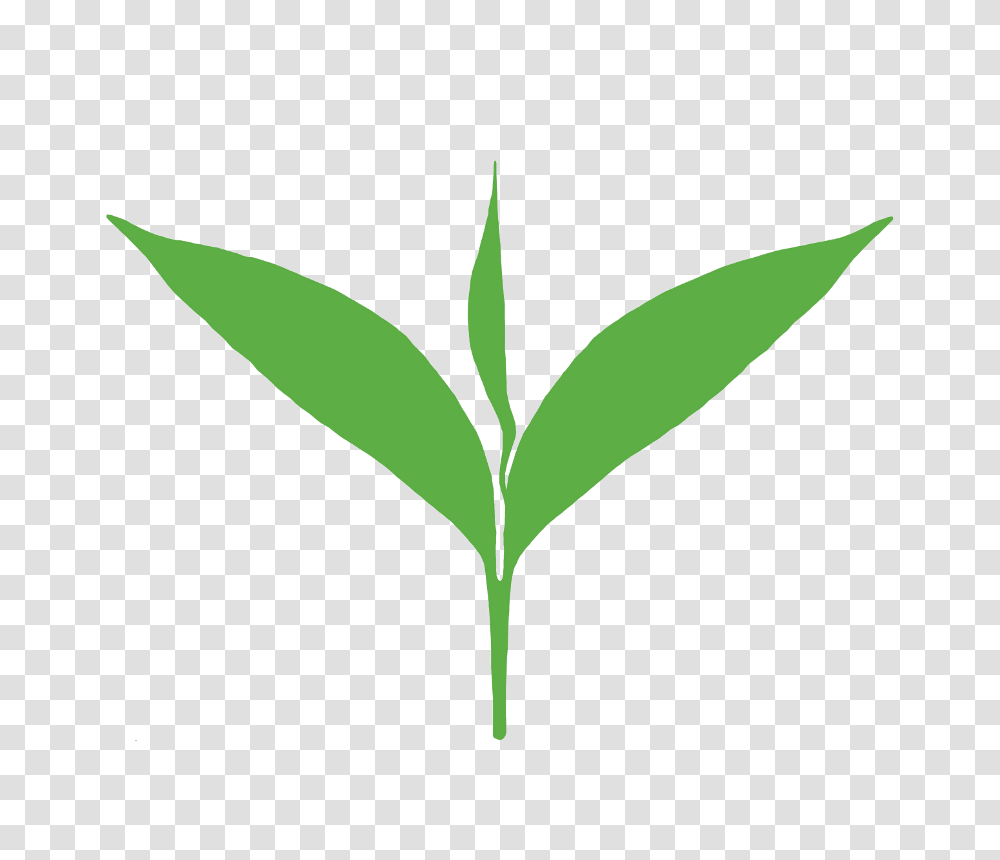 Tealeaf, Plant, Green, Grass, Vegetation Transparent Png