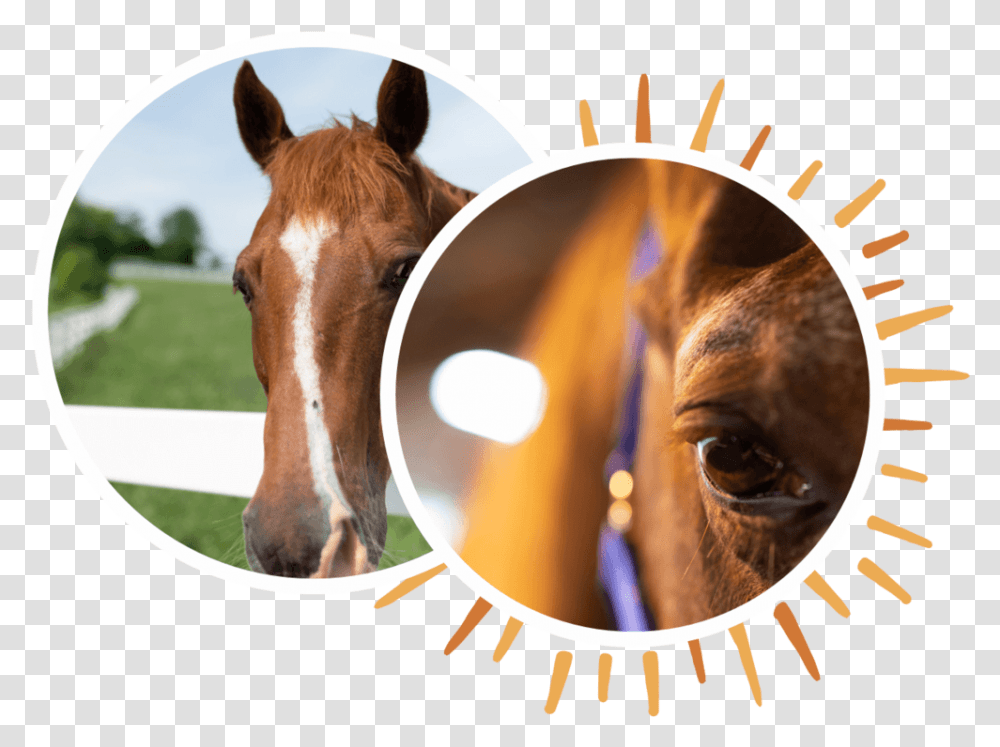 Team Building - New Day Ranch Sorrel, Horse, Mammal, Animal, Colt Horse Transparent Png