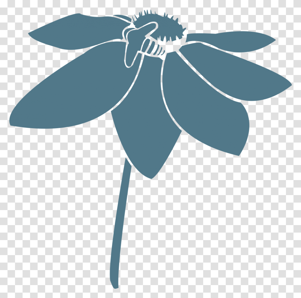 Team Nathan Wright Landscape Design Flower, Plant, Blossom, Daisy, Daisies Transparent Png