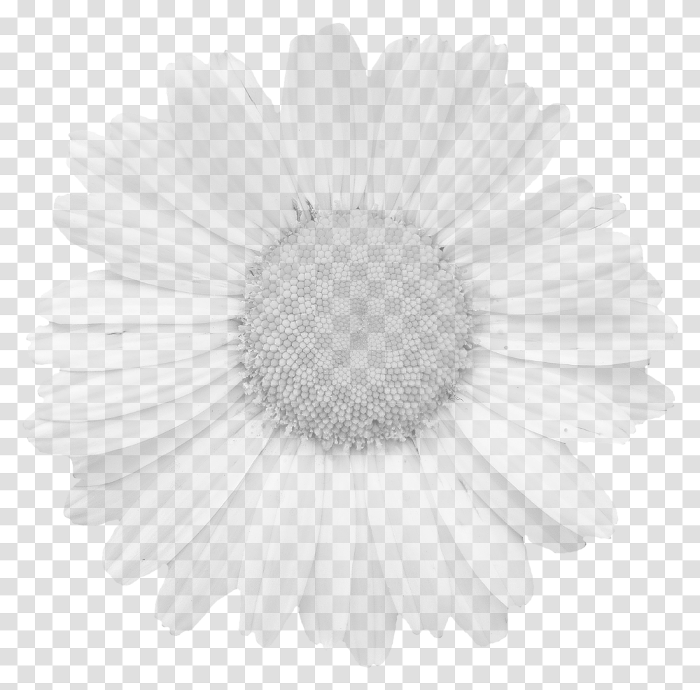 Tear Out Coloring Greeting Cards For Adults Download Plant Daisy Flower Daisies Transparent Png Pngset Com