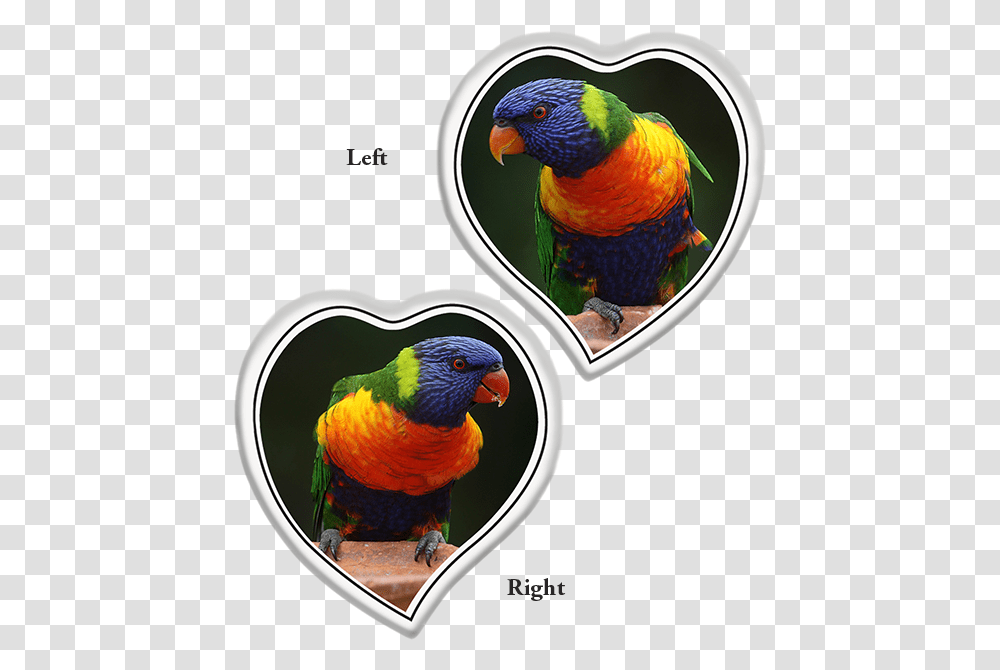 Tear Shaped Heart Left Or Right World Parrot Day, Macaw, Bird, Animal, Beak Transparent Png