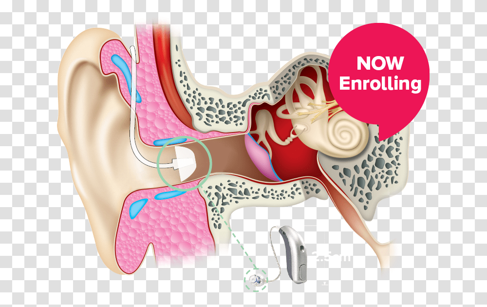 Technical Difficulties, Ear, Saddle Transparent Png