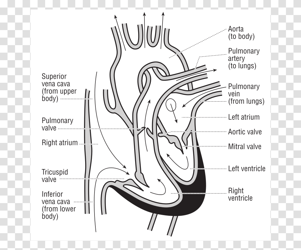 Technology, Diagram, Plot Transparent Png